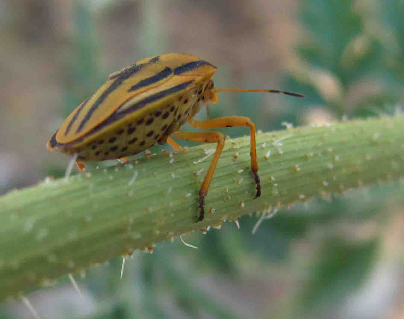 Pentatomidae: Graphosoma semipunctatum molto elegante